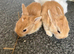 Lionhead mix.