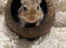 4 gerbils 2 male and 2 females