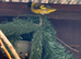 Pair black headed Siskins