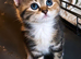 Beautiful TICA reg Golden tabby British shorthair