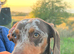 Cookie the loving 9 month old miniature dachshund