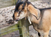 Anglo nubian/dwarf dairy billy goat.