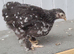Young pekin bantam hens