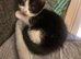 1 boy 1 girl black and white kittens - AVAILABLE TO COLLECT THIS WEEK!