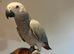 Friendly Baby HandReared Super Tame Cuddly African Grey Parrot,2