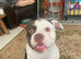 5 year old English bulldog