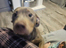 8 month old sausage bully