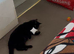 Cat for rehoming