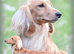 Cream Minature Dachshunds