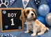 ** DNA/PRA CLEAR CAVALIER KING CHARLES PUPPIES **
