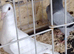 Racing pigeon for sale