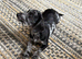 trixie gorgeous fully vaccinated