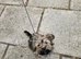 Shih tzu cross