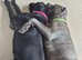 10 month male cane corso