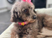 Lovely toy small miniature poodle lady adult bitch