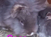 *READY NOW*FEMALE & MALE DOUBLE MANED LIONHEAD x CASHMERE MINILOPS