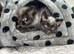 One Gorgeous Fluffy Kitten left.