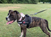 Forever Home Wanted for a Beautiful Boxer Mix