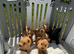 Scottish terrier puppies