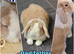 Lionhead/mini lop babies