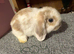 Mini lops.