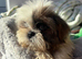 Beautiful Shih tzu puppies
