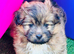Shetland sheepdog cross Shih Tzu puppies