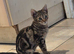Savannah bengal kittens