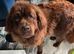 Brown Newfoundland girl