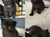 &zwj; four beautiful ghost tabby&rsquo;s for sale&zwj;