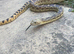 Make and female bullsnake
