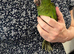 Hand reared hahns macaw . (Male)