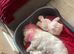 For sale pupppy bichon frise