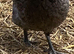 Point of lay chickens
