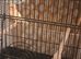 Red dimorphic singing cock with cage or without cage