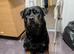 3 year old rottie