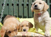 3 PUPPIES LEFT Litter of Golden Retriver puppies