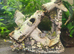 Albino baby plecos