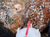 Pekin bantams for sale