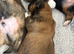Imperial shihtzu puppies