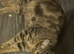 Mane coon x bengal
