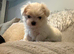 one beautiful Tiny Korean boy available