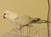 White &blue male quaker semi tame