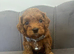 Health Tested Cavapoo Pups