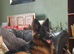 Outstanding KC German Shepherd puppies