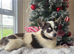 happy healthy litter of chihuahua puppies