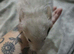 Male chinchilla