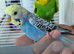 Super silly hand tamed baby budgies
