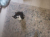 Kitten's for sale