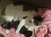 Female kitten